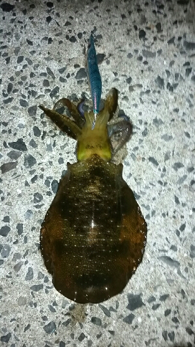 先行者のヤエン師匠