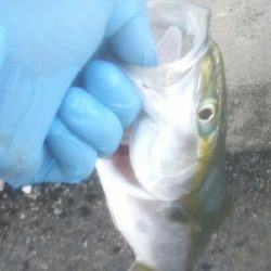 台風後のメクリアジ狙い 兼 リール使用感の確認