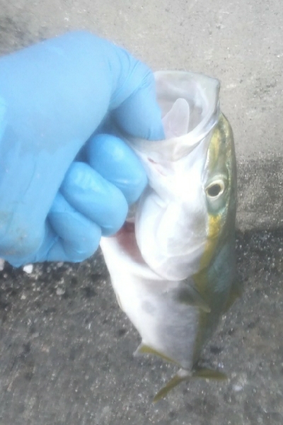 台風後のメクリアジ狙い 兼 リール使用感の確認