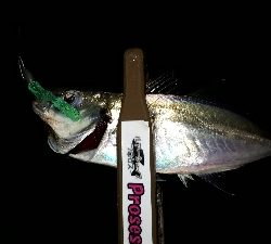 やっと、マイポーでアジング