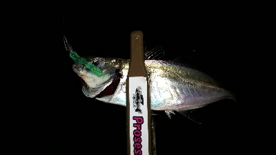 やっと、マイポーでアジング