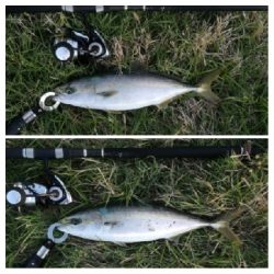 LSJigginger 0530〜0615 アジンガー1855〜1930