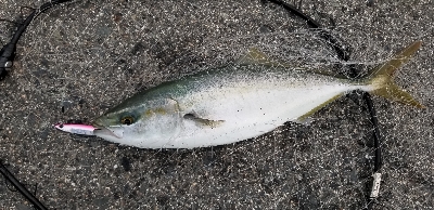台風後のショアジギ