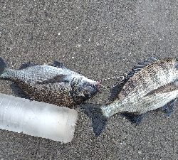 紀州釣り、やっとチヌ様