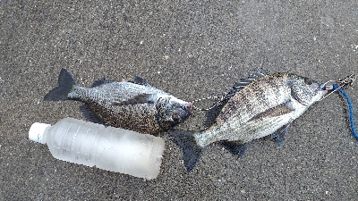 紀州釣り、やっとチヌ様