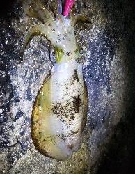 エギングこの秋最高の…