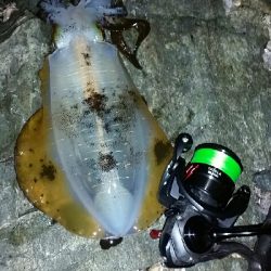 イカたまってました。