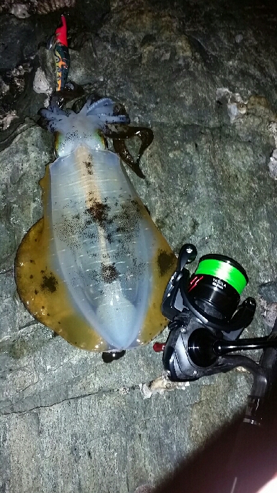 イカたまってました。