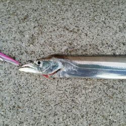 青物不発、タチウオ上向いてきた？