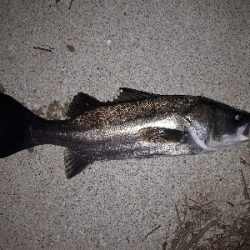 あれ?引かない。