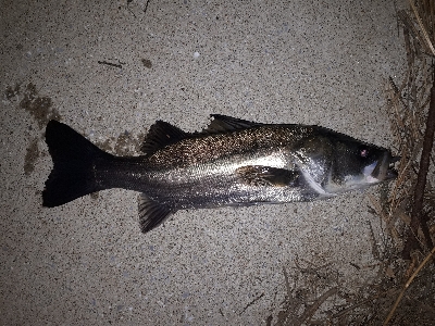 あれ？引かない。