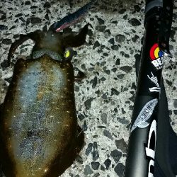 ゲソ、アオリ2、バラシ