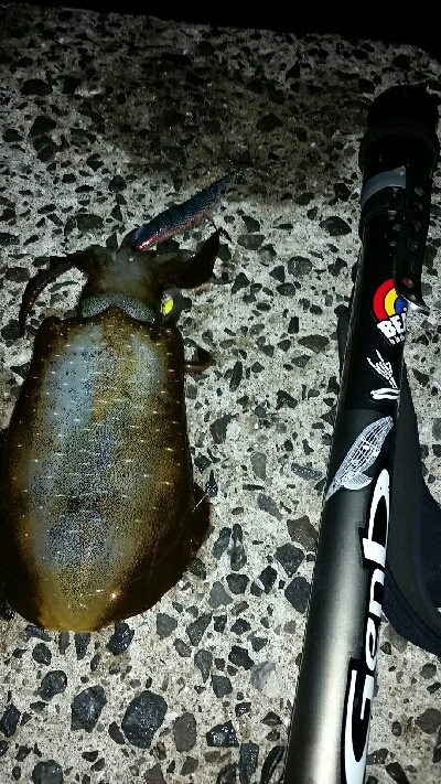 ゲソ、アオリ2、バラシ