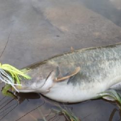 紀の川ナマズ釣行