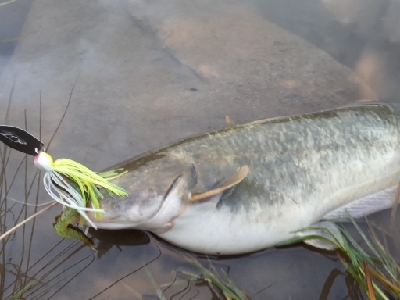 紀の川ナマズ釣行