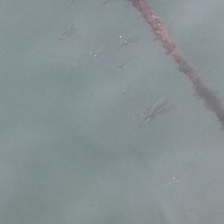 朝イチ１投目伝説