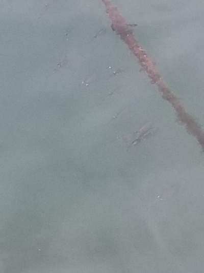 朝イチ１投目伝説