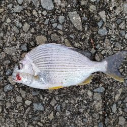秋の紀州釣り