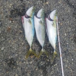 タチウオ居ない。