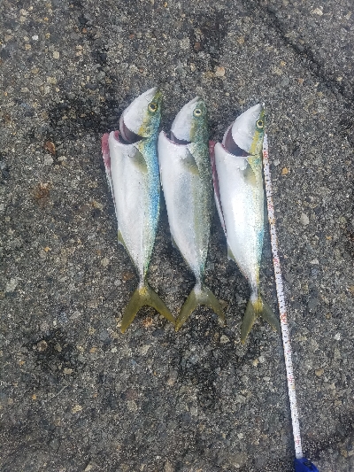 タチウオ居ない。