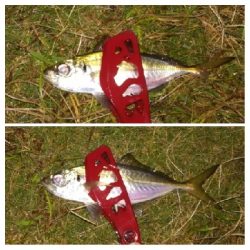 アジンガー1807〜1852