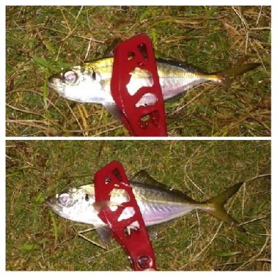 アジンガー1807〜1852