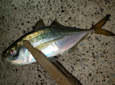 悪くないけれど