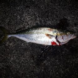 太刀魚のはずが…。