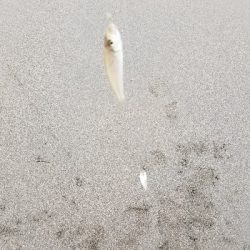 今日は一人でキス釣り