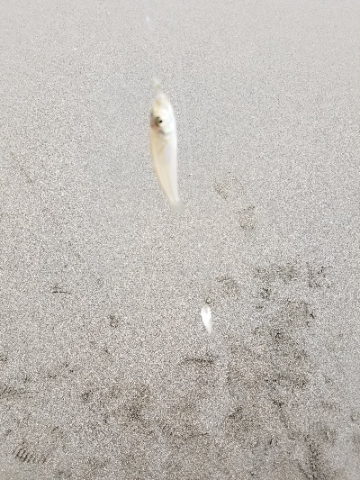 今日は一人でキス釣り