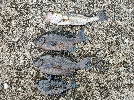 太刀魚餌釣りからのエビ撒き釣り