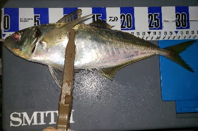 尺アジ
