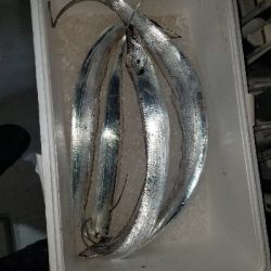 神戸タチウオワインド