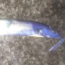 サゴシ狙いでタチウオ連発！