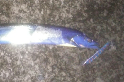 サゴシ狙いでタチウオ連発！