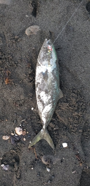 ヒラメが釣れてる!!?