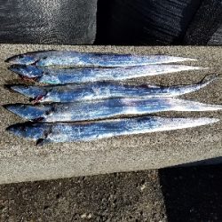 タチウオとハマチ