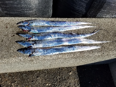 タチウオとハマチ