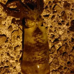 エギング&泳がせ