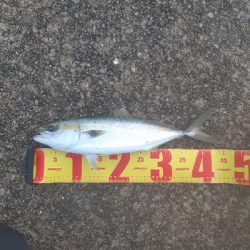 ツバス～ハマチ