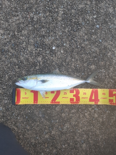 ツバス～ハマチ