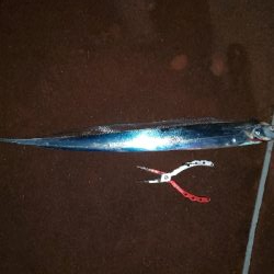 太刀魚調査リアルタイム