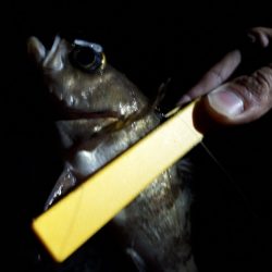 苦節１年、初アジGET！