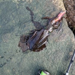 ど干潮でも釣れました