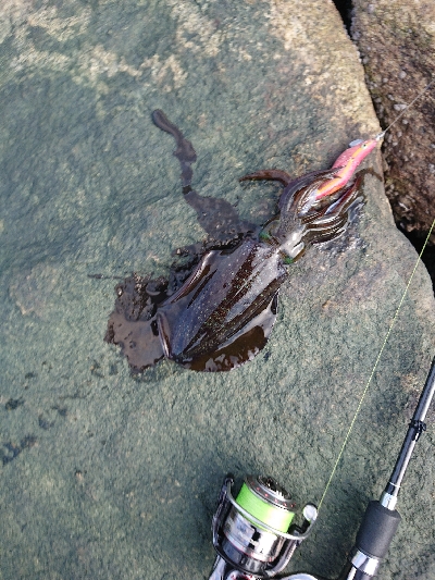 ど干潮でも釣れました