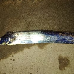 さくっとタチウオ