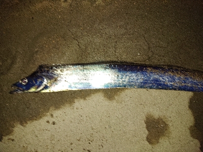 さくっとタチウオ