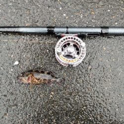 ヘチ釣りデビュー戦KO負け