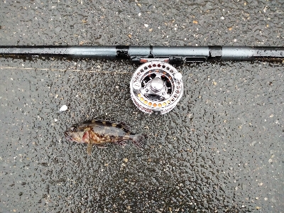 ヘチ釣りデビュー戦KO負け