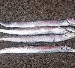 青物狙いのはずですが